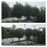 Before and after view of neatly clipped garden trees