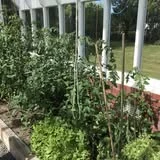 A flourishing home garden bed with vegetables and herbs