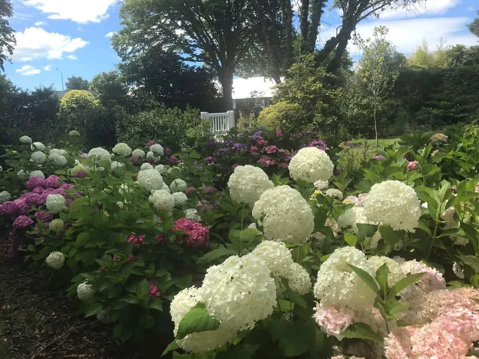 A flourishing Christchurch garden with white and pink hydrangeas