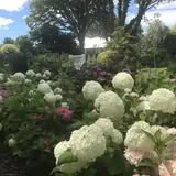 White hydrangeas in a maintained garden