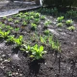 Fresh young plants spaced in a prepared garden bed