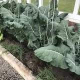 Healthy leafy vegetables growing in a raised garden bed